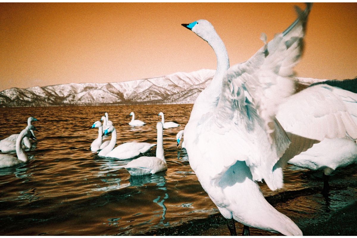 Lomography Analogue Trio - Mix di 3 Pellicole 35 mm