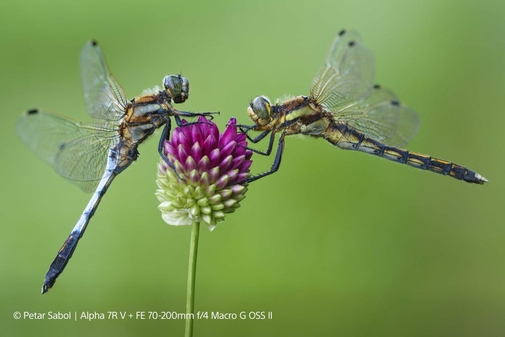 Sony FE 70-200MM F4 Macro G Oss II - Garanzia 2+1 Sony Italia – CASHBACK STUDENTI -200€ FINO AL 30/06/26 - A CASA TUA IN 3/4 GIORNI - CASHBACK  200€ FINO AL 31/07/26