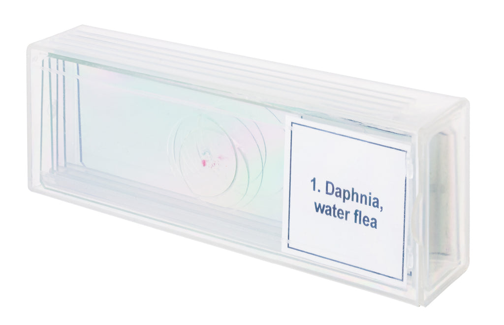 Set di micropreparati Discovery Prof DPS 5. “La vita in una goccia d’acqua”