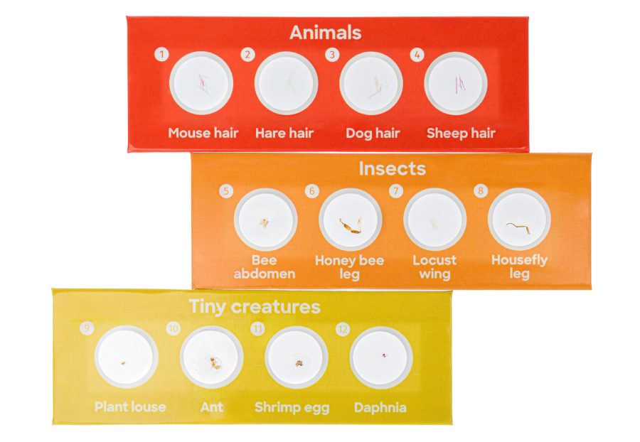 Discovery Fauna Set con 12 vetrini preparati - immagine 3